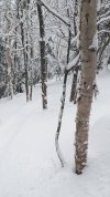 PXL_20230121_145419358.MP.jpg