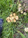 IMG_4220.jpeg