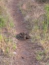 carlton reserve diamondback.jpg