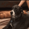 funny-animals-dog (1).gif