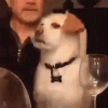 eyeroll-dog (2).gif