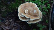 Dsc00495.jpg