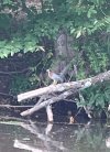 green heron.jpg