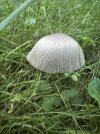 IMG_7295.jpeg