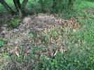 IMG_0674.jpeg