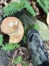 IMG_4971.jpeg