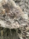 IMG_9938.jpeg