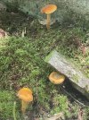 IMG_9933.jpeg