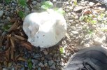 Dsc00697.jpg