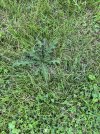 IMG_5178.jpeg