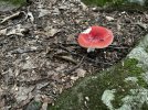 IMG_0014.jpeg