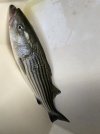 IMG_4055.jpeg