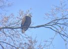 IMG_8523.jpeg