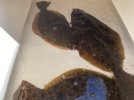 IMG_1701.jpeg