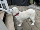 IMG_4774.jpeg