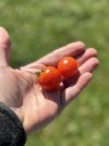 IMG_1311.jpeg
