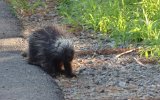 Dsc01950.jpg