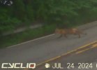 foxy2.jpg