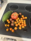 IMG_7031.JPEG