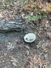 IMG_1813.jpeg