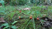 Dsc02179.jpg