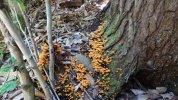 Dsc02217.jpg