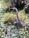 IMG_0728.jpeg