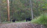 bears.jpg