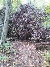 Tree on Blue trail.jpg