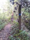 Tree base blocking sidetrail1.jpg