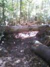 TreeDown.jpg