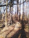 IMG Tree2 Before.jpg
