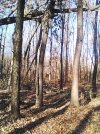 IMG Tree2 cleared.jpg