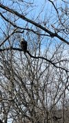 IMG_2059.jpeg