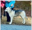 husky.jpeg