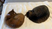 IMG_5391.jpeg