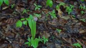 Dsc00100.jpg