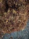 IMG_1699.jpeg