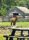 IMG_8387.jpeg