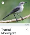 Screenshot_20250626_072821_Merlin Bird ID.jpg