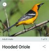Screenshot_20250626_072838_Merlin Bird ID.jpg