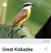Screenshot_20250626_072808_Merlin Bird ID.jpg