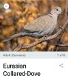 Screenshot_20250626_072642_Merlin Bird ID.jpg