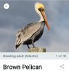 Screenshot_20250626_072616_Merlin Bird ID.jpg