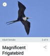 Screenshot_20250626_072557_Merlin Bird ID.jpg