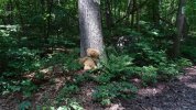 Dsc00349.jpg