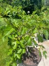 IMG_8964.jpeg
