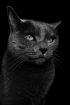 DDBB50D9-7487-46CE-8BAB-6D2C78DA62C3.png