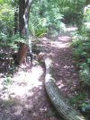 IMG_20250723_Tree on Bluejpg.jpg