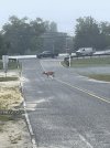 IMG_2285.jpeg